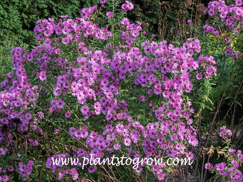 New England Showy Aster (Aster novae-angliae) 
A deep pink colored plant (middle of September)